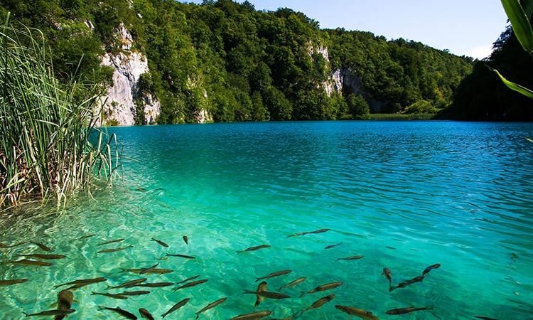 Plitvica Lakes Flora